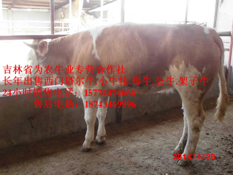 明水县东北牛犊价格 西门塔尔牛价格 牛圈建设 东北小牛图片