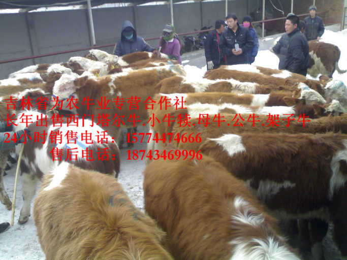 鄂温克族自治旗营城子在哪里&nbsp;&nbsp;吉林牛犊图片&nbsp;&nbsp;西门塔尔育肥牛&nbsp;&nbsp;哪里有西门塔尔
