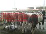杭锦后旗营城子肉牛
