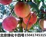 辽宁桃树苗 熊岳桃树苗价格 隆华苗木基地供应商