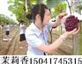 辽宁巨峰葡萄苗，红提葡萄技术，熊岳白鸡心葡萄苗。