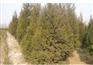 沭阳1.8米塔柏苗木价格低销