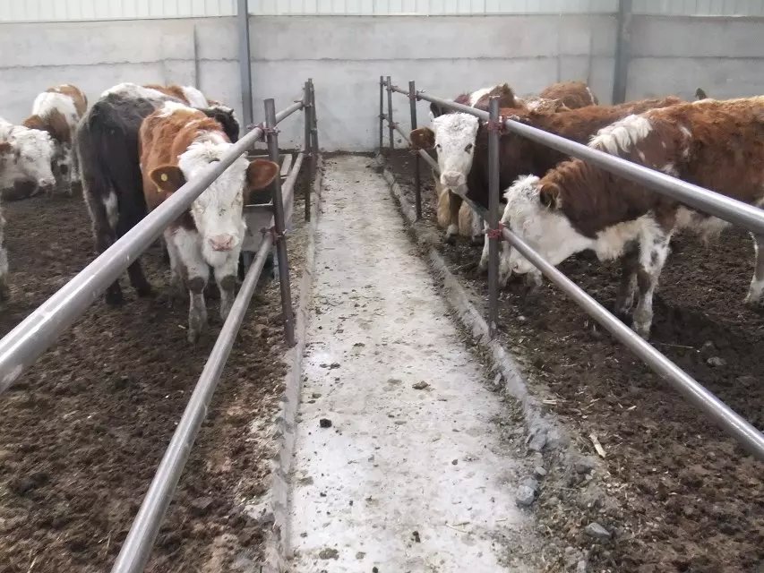 南京2017西门塔尔牛的市场行情养殖的成本&nbsp;&nbsp;西门塔尔牛犊&nbsp;&nbsp;肉牛&nbsp;&nbsp;肉牛苗