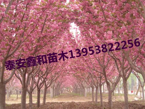 泰安市岱岳区鑫和苗木专业合作社