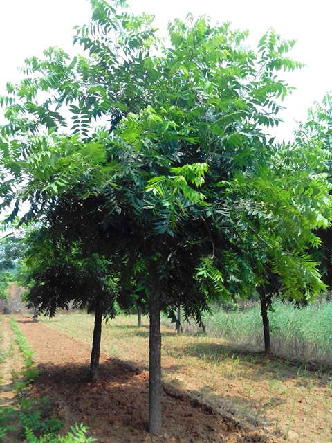 美国山核桃嫁接种条  碧根果  薄壳山核桃