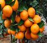 四川大雅柑柑橘苗，四川大雅柑柑橘苗基地，四川大雅柑柑橘苗价格