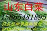 屯留县白菜批发价格屯留县白菜天天报价【事实报价】
