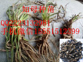 知母苗子/知母种苗/知母秧苗/知母幼苗种植怎么移栽技术