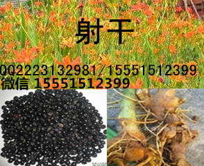 丹参种子  丹参苗  丹参种苗