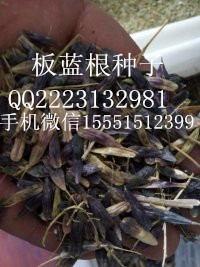 牡丹籽  牡丹种子  油用牡丹籽