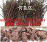 何首乌芽子/何首乌苗子/何首乌种苗/何首乌秧苗/何首乌秧子