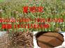 夏枯球种子/夏枯球籽/夏枯草种子/夏枯草籽