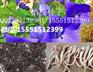 桔梗种子批发/桔梗种子怎么种/桔梗籽哪里有卖