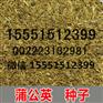 大叶蒲公英种子批发/蒲公英籽价格