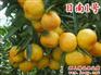 供应早熟蜜桔日南一号柑橘苗