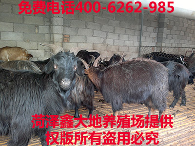 黑山羊价格纯种羔羊养殖