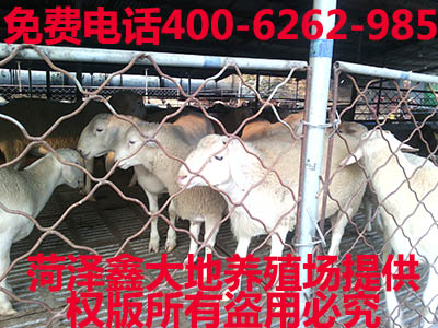 波尔山羊价格纯种羔羊养殖