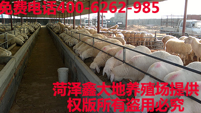 小尾寒羊小羊苗多少钱一只