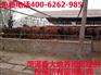 肉牛种牛苗多少钱一头