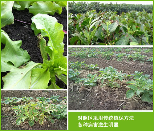 超敏蛋白、超敏蛋白原药、农用超敏蛋白、超敏蛋白植物免疫剂、植物免疫增产蛋白、植物免疫蛋白、蛋白质生物农药、植保技术、绿色农业植保技术、绿色农业技术、绿色生态农业