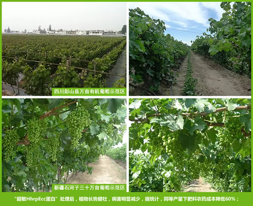 超敏蛋白、超敏蛋白原药、农用超敏蛋白、超敏蛋白植物免疫剂、植物免疫增产蛋白、植物免疫蛋白、蛋白质生物农药、植保技术、绿色农业植保技术、绿色农业技术、绿色生态农业
