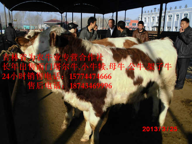 绥化市营城子牛品种&nbsp;&nbsp;东北哪里买牛犊&nbsp;&nbsp;东北哪里牛便宜&nbsp;&nbsp;东北牛犊价格