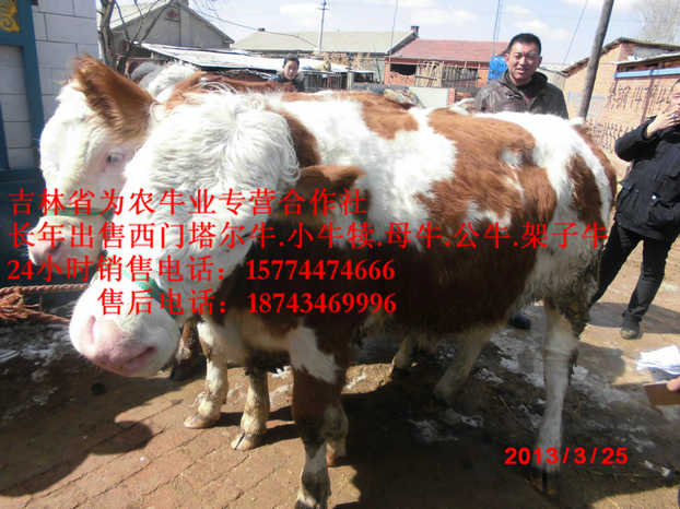 阿巴嘎旗东北正规养殖场&nbsp;&nbsp;营城子牛价&nbsp;&nbsp;吉林哪里牛便宜&nbsp;&nbsp;西门塔尔牛批发