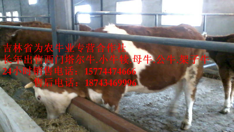 沈阳市肉牛交易市场 牛圈建设 东北正规养殖场 四平繁育母牛