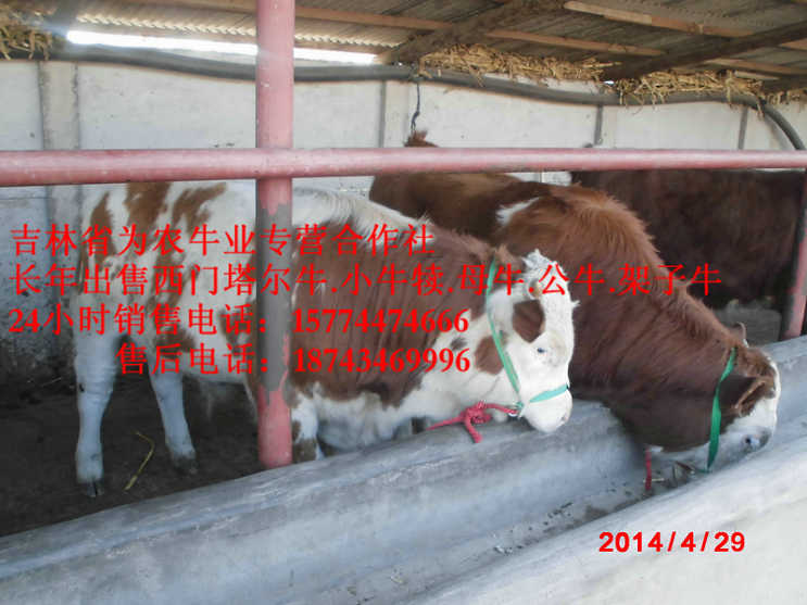 宾县什么牛最好养&nbsp;&nbsp;东北哪里牛便宜&nbsp;&nbsp;东北小牛图片&nbsp;&nbsp;牛圈建设