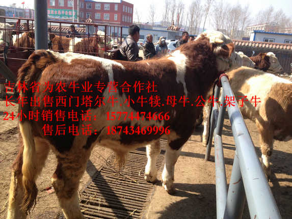 扎鲁特旗东北西门塔尔牛&nbsp;&nbsp;黄牛交易市场&nbsp;&nbsp;四平架子牛&nbsp;&nbsp;什么牛长得快