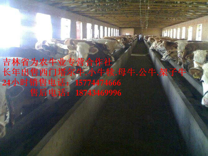 宁江区西门塔尔架子牛&nbsp;&nbsp;牛犊交易市场&nbsp;&nbsp;西门塔尔牛图片&nbsp;&nbsp;西门塔尔育肥牛