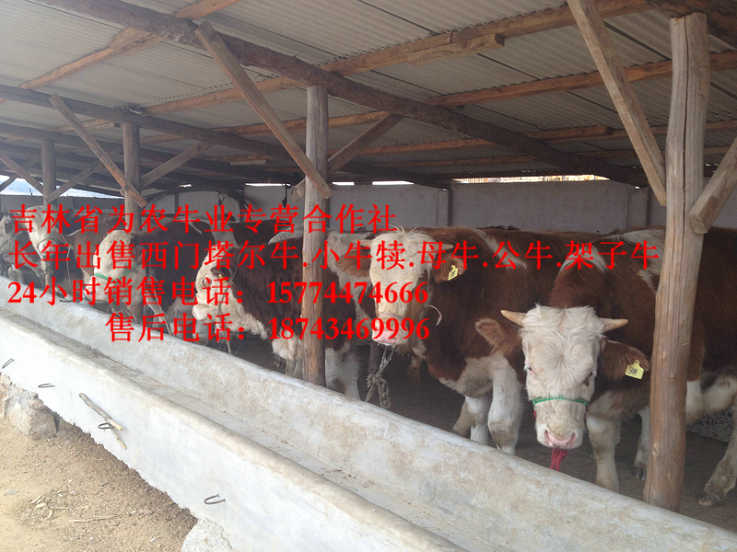 辽源市肉牛交易市场&nbsp;&nbsp;东北养殖牛场&nbsp;&nbsp;牛圈建设&nbsp;&nbsp;营城子肉牛