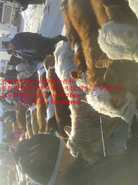 磴口县哪里牛源多&nbsp;&nbsp;什么牛最好养&nbsp;&nbsp;什么牛长得快&nbsp;&nbsp;东北改良牛