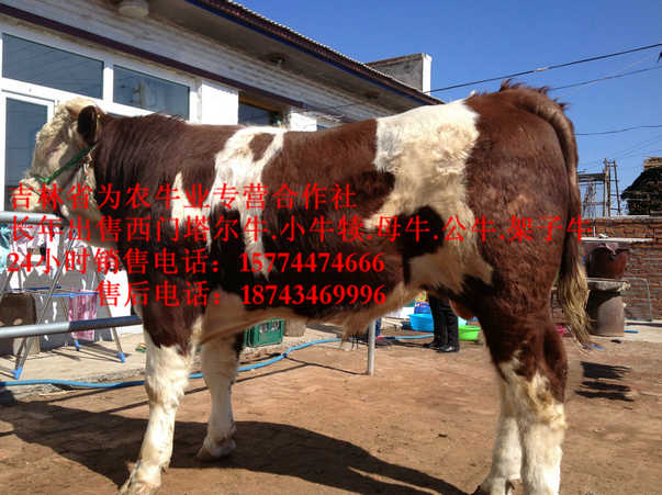 延寿县东北哪里牛便宜&nbsp;&nbsp;吉林小牛图片&nbsp;&nbsp;牛场管理&nbsp;&nbsp;夏洛莱牛场家