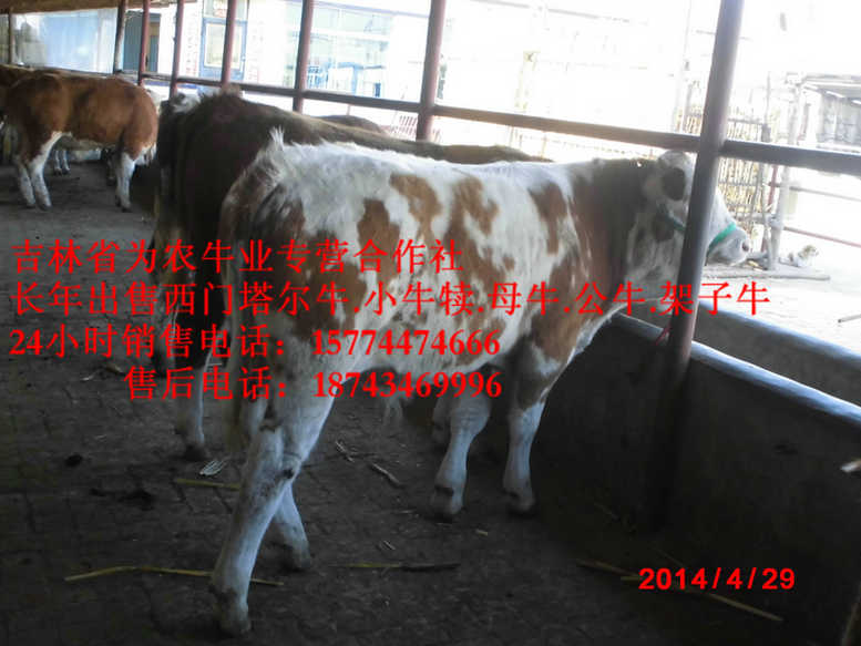 带岭区东北黄牛市场&nbsp;&nbsp;西门塔尔出肉率&nbsp;&nbsp;黄牛交易市场&nbsp;&nbsp;营城子牛价