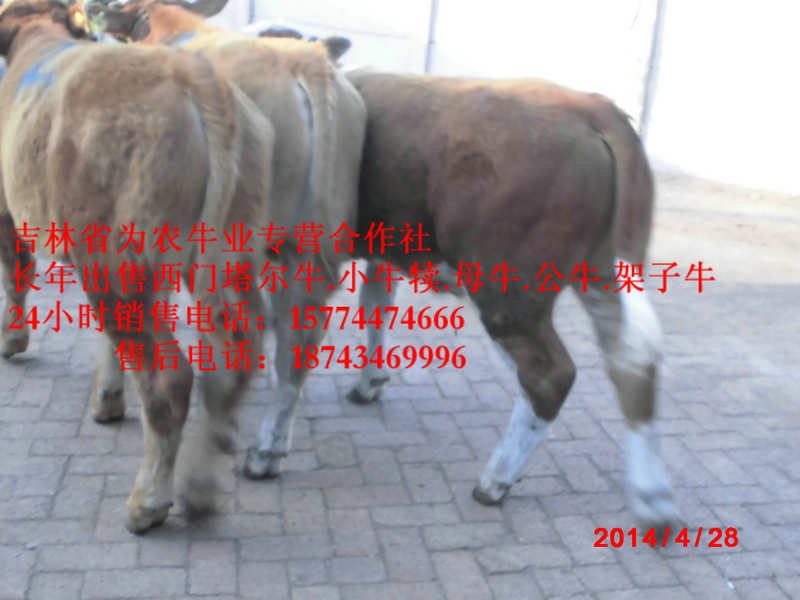 麻山区什么牛最好养&nbsp;&nbsp;吉林养殖牛场&nbsp;&nbsp;西门塔尔牛犊&nbsp;&nbsp;东北养殖场
