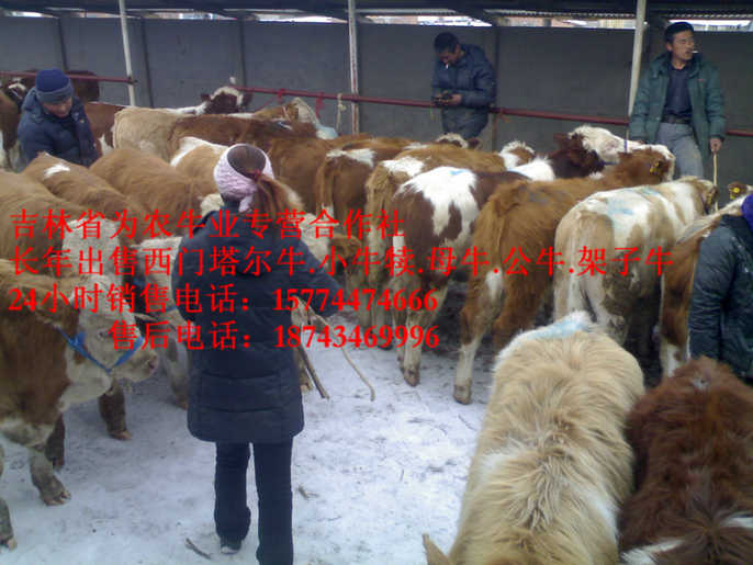 麻山区什么牛最好养&nbsp;&nbsp;吉林养殖牛场&nbsp;&nbsp;西门塔尔牛犊&nbsp;&nbsp;东北养殖场