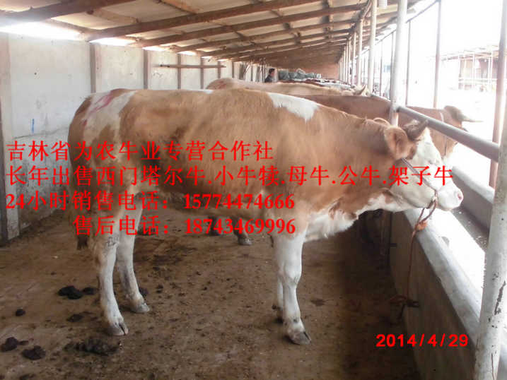哈尔滨市西门塔尔牛图片&nbsp;&nbsp;西门塔尔牛犊&nbsp;&nbsp;夏落来牛价格&nbsp;&nbsp;西门塔尔架子牛
