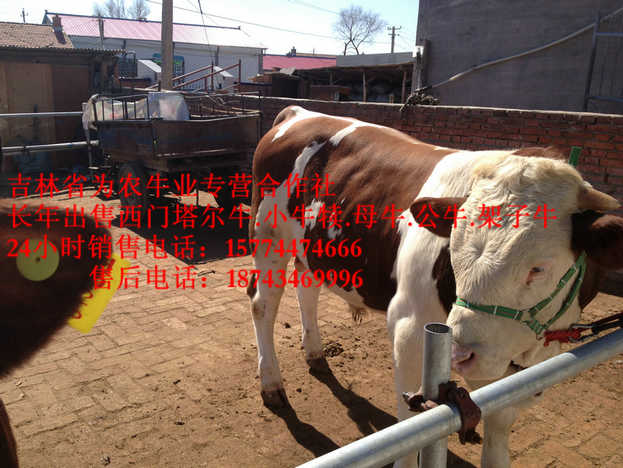 阿拉善左旗吉林哪里牛价低&nbsp;&nbsp;东北改良牛市场&nbsp;&nbsp;营城子牛价&nbsp;&nbsp;西门塔尔牛价格