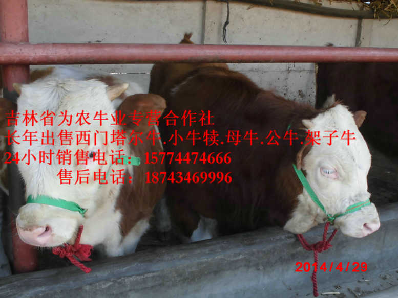 肇东市吉林养殖合作社&nbsp;&nbsp;营城子牛场&nbsp;&nbsp;吉林夏洛莱牛&nbsp;&nbsp;黄牛交易市场