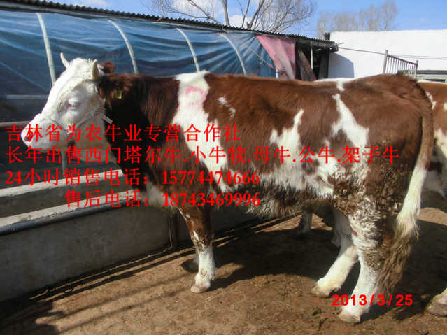 青山区东北养殖合作社&nbsp;&nbsp;吉林养殖合作社&nbsp;&nbsp;东北夏洛莱牛&nbsp;&nbsp;西门塔尔肉牛