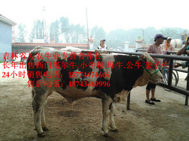 锡林浩特市西门塔尔牛&nbsp;&nbsp;肉牛交易市场&nbsp;&nbsp;营城子牛价&nbsp;&nbsp;四平繁育母牛