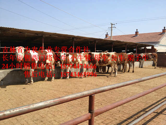 宁安市西门塔尔种牛&nbsp;&nbsp;西门塔尔牛价格&nbsp;&nbsp;哪里有西门塔尔&nbsp;&nbsp;营城子西门塔尔