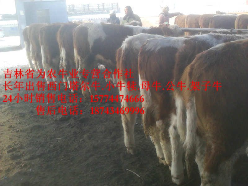 尚志市东北西门塔尔牛 什么牛下犊好 东北改良牛市场 吉林小牛图片