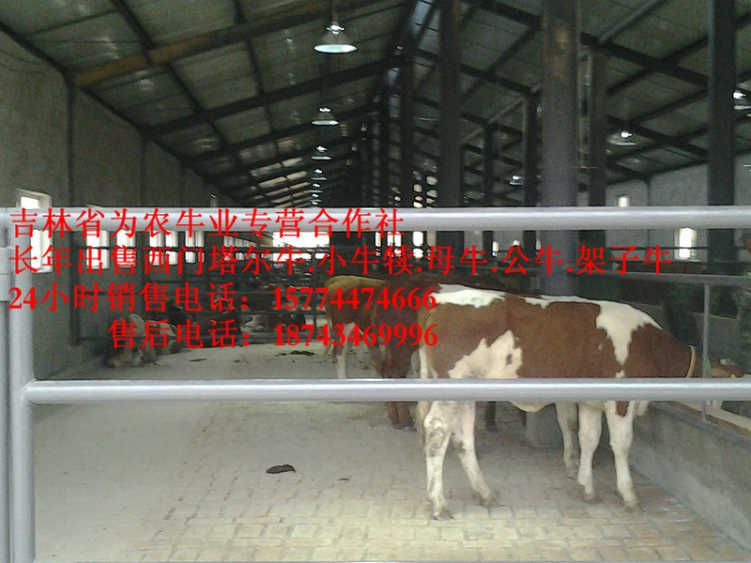 台安县西门塔尔牛批发&nbsp;&nbsp;什么牛长得最快&nbsp;&nbsp;牛病防治&nbsp;&nbsp;西门塔尔出肉率