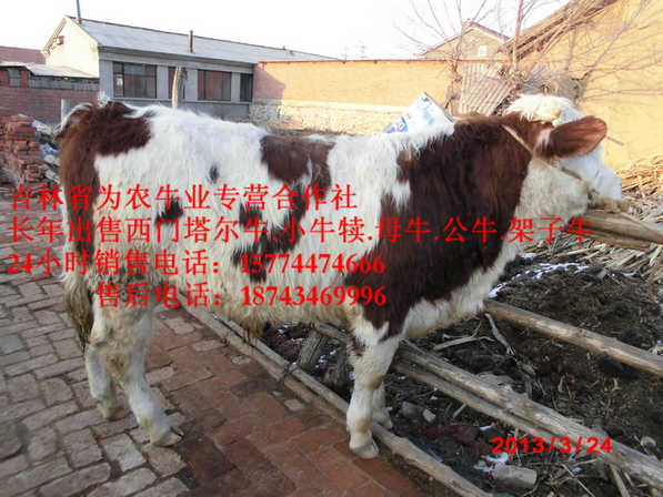 喀喇沁旗西门塔尔改良牛&nbsp;&nbsp;东北改良牛市场&nbsp;&nbsp;东北养殖场&nbsp;&nbsp;牛犊交易市场