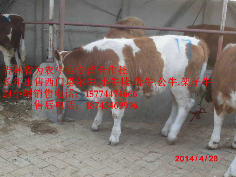 鄂伦春自治旗黄牛交易市场 什么牛下犊好 东北正规养殖场 营城子肉牛