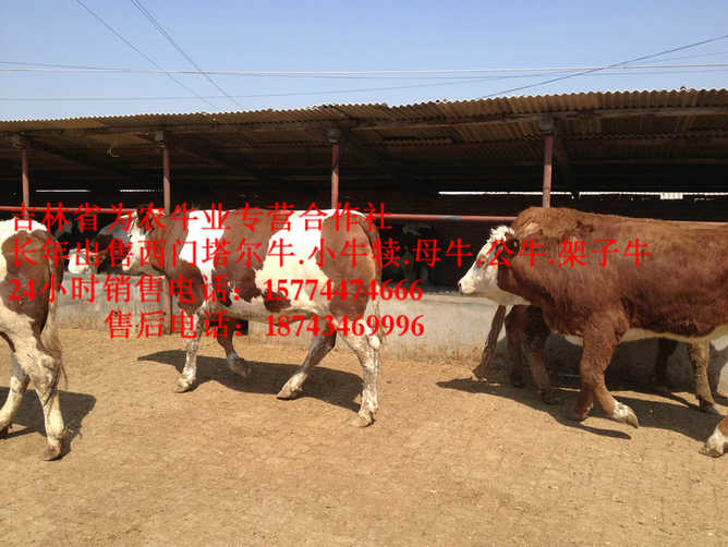 抚远县四平繁育母牛 东北养殖合作社 西门塔尔肉牛
