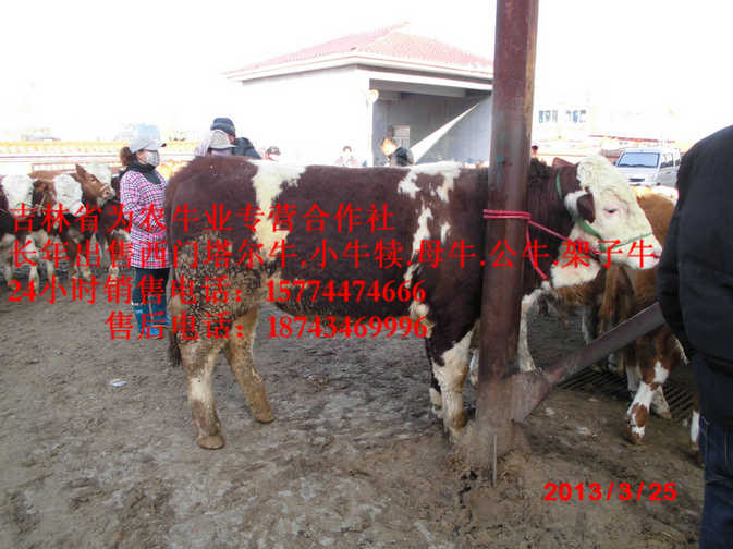 岫岩满族自治县西门塔尔架子牛&nbsp;&nbsp;什么牛长得快&nbsp;&nbsp;什么牛下犊好&nbsp;&nbsp;肉牛交易市场