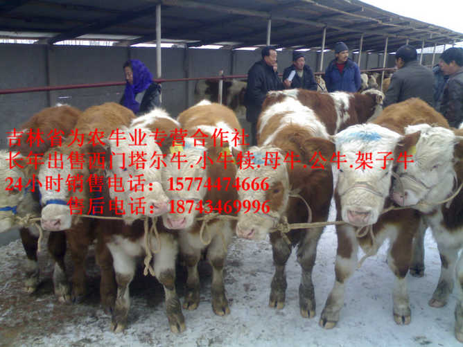 鸡东县西门塔尔牛厂家 牛场管理 东北哪里牛便宜 西门塔尔牛图片